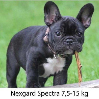 Nexgard Spectra 7.5 - 15 kg 3 Compresse masticabili - ParafarmaciaCimino.it