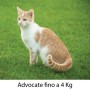 Advocate Gatto fino a 4 kg  6 pipette - ParafarmaciaCimino.it