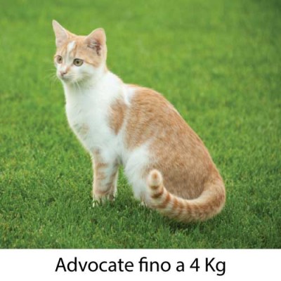 Advocate Gatto fino a 4 kg  6 pipette - ParafarmaciaCimino.it